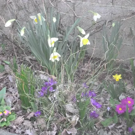 La Maison Des Fleurs Bed & Breakfast