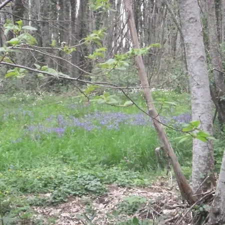 La Maison Des Fleurs Alojamento de Acomodação e Pequeno-almoço Montembœuf