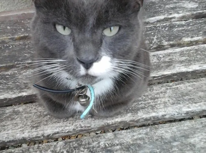 La Maison Des Fleurs 3*