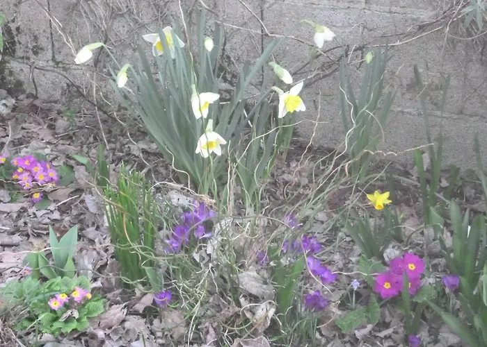 La Maison Des Fleurs Bed & Breakfast