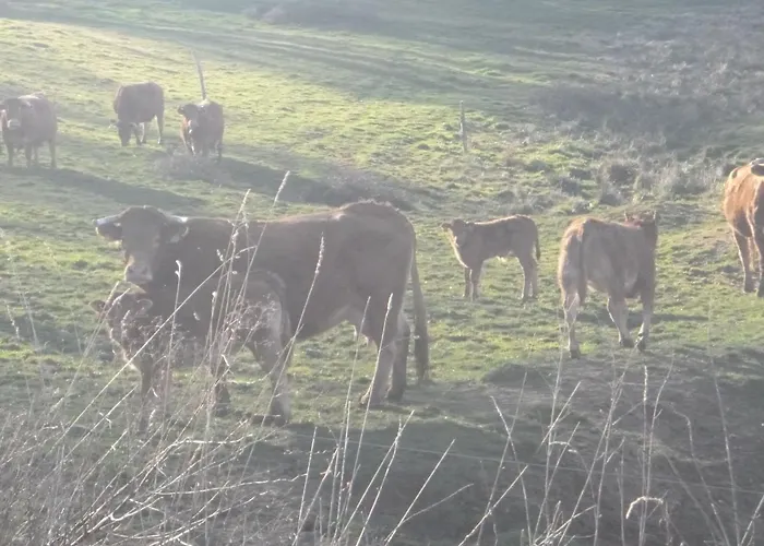 La Maison Des Fleurs Montembœuf