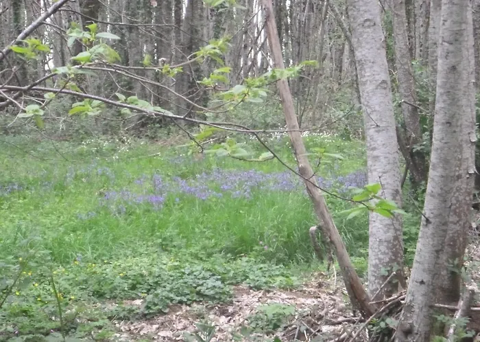 La Maison Des Fleurs Bed & Breakfast Montembœuf